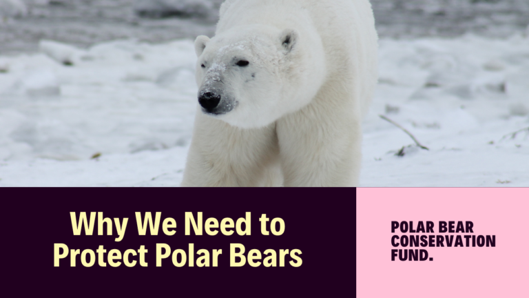 Why we need to protect polar bears